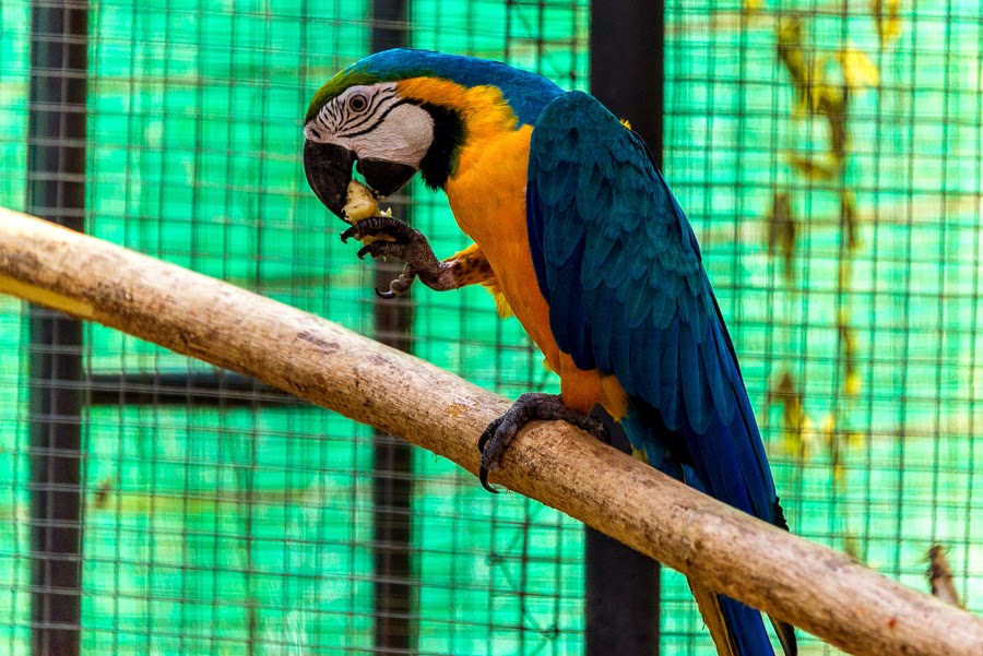 За гибель птиц в Калининградском зоопарке охранная фирма заплатит почти четверть миллиона